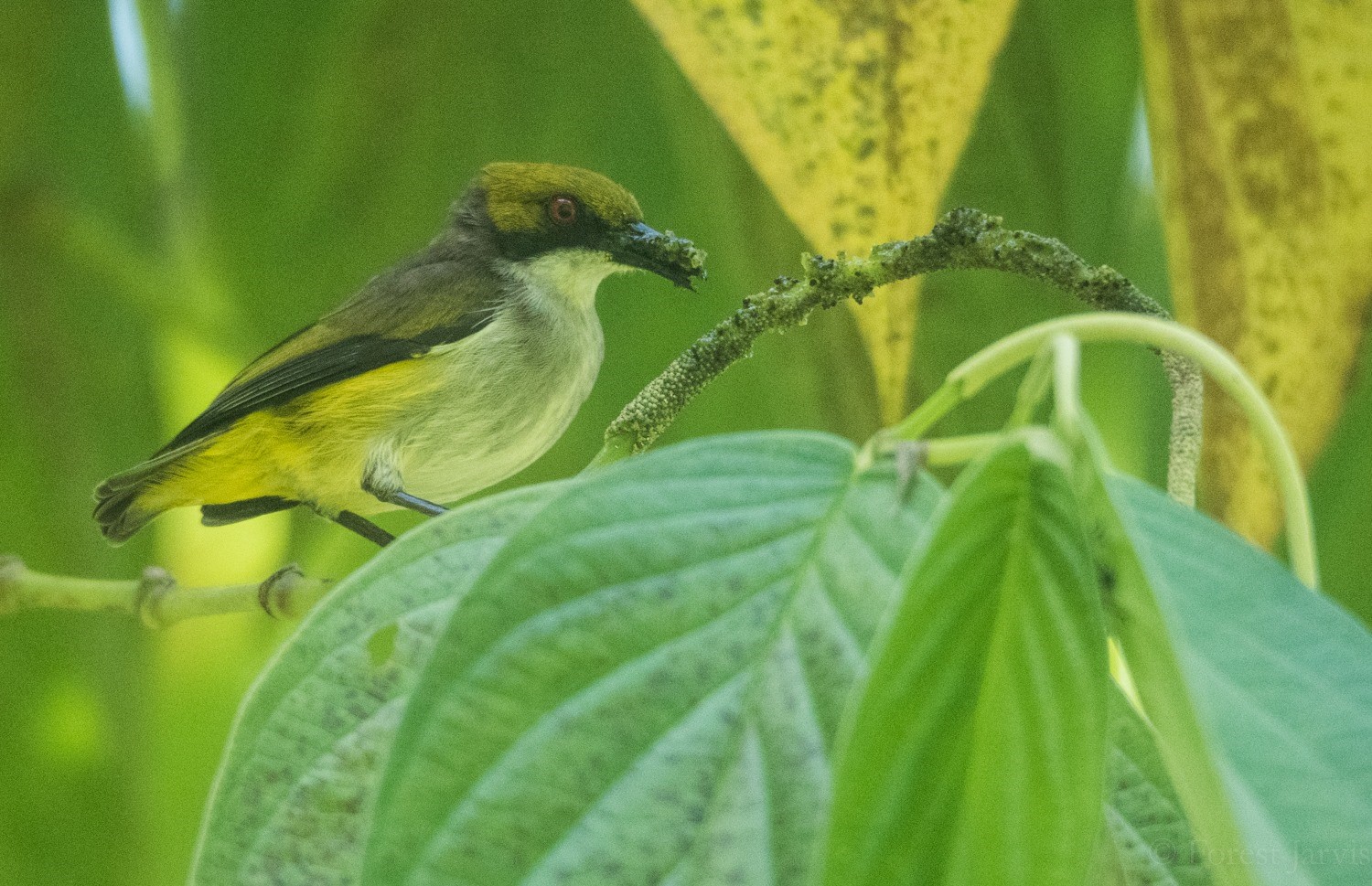 Black-lored Flowerpecker
