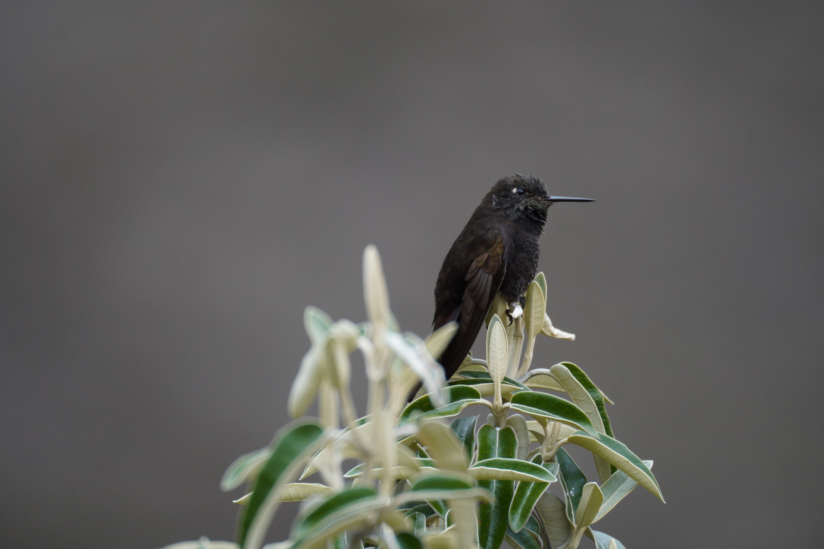 Black Metaltail
