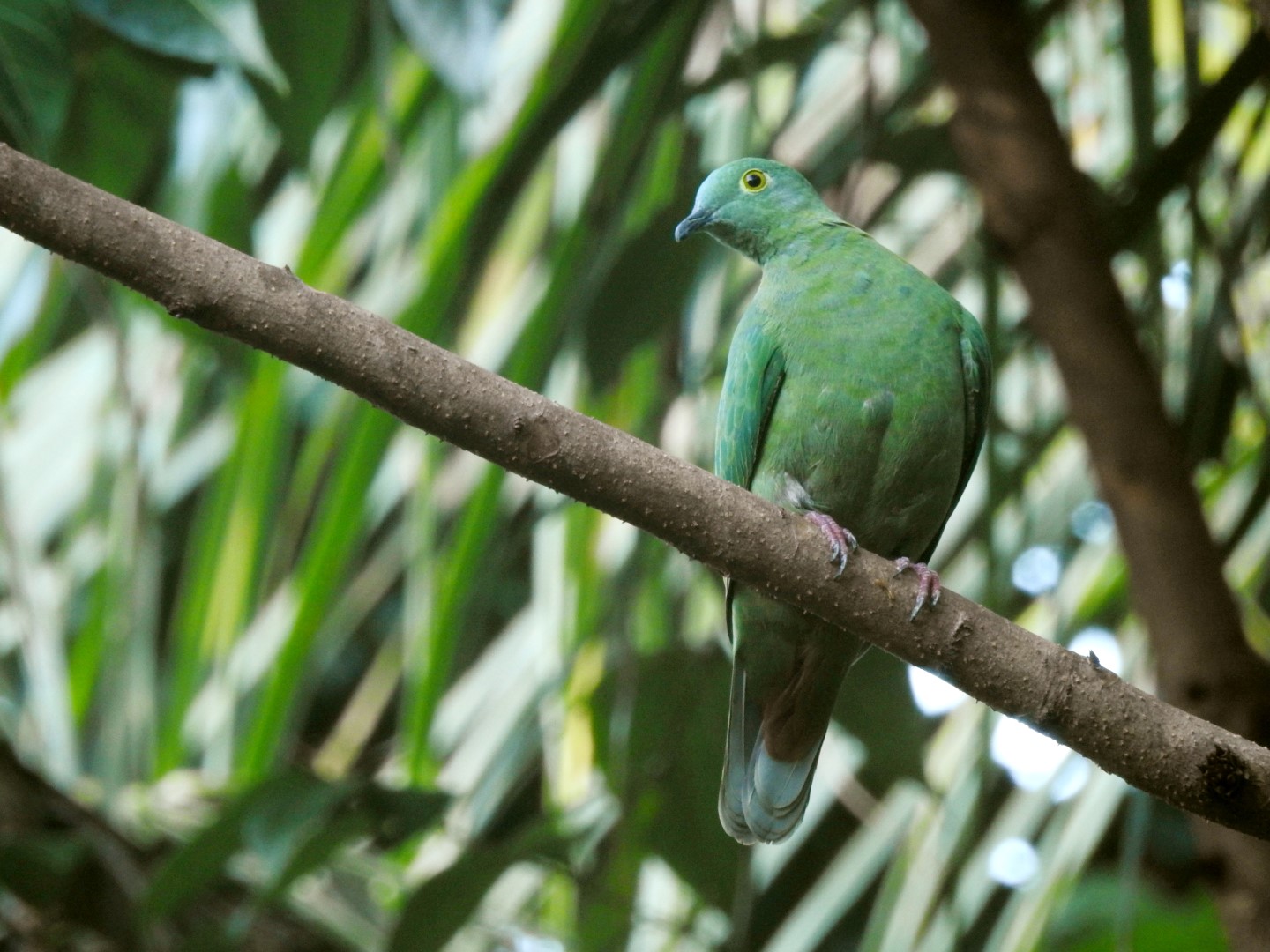 Black-naped Fruit Dove