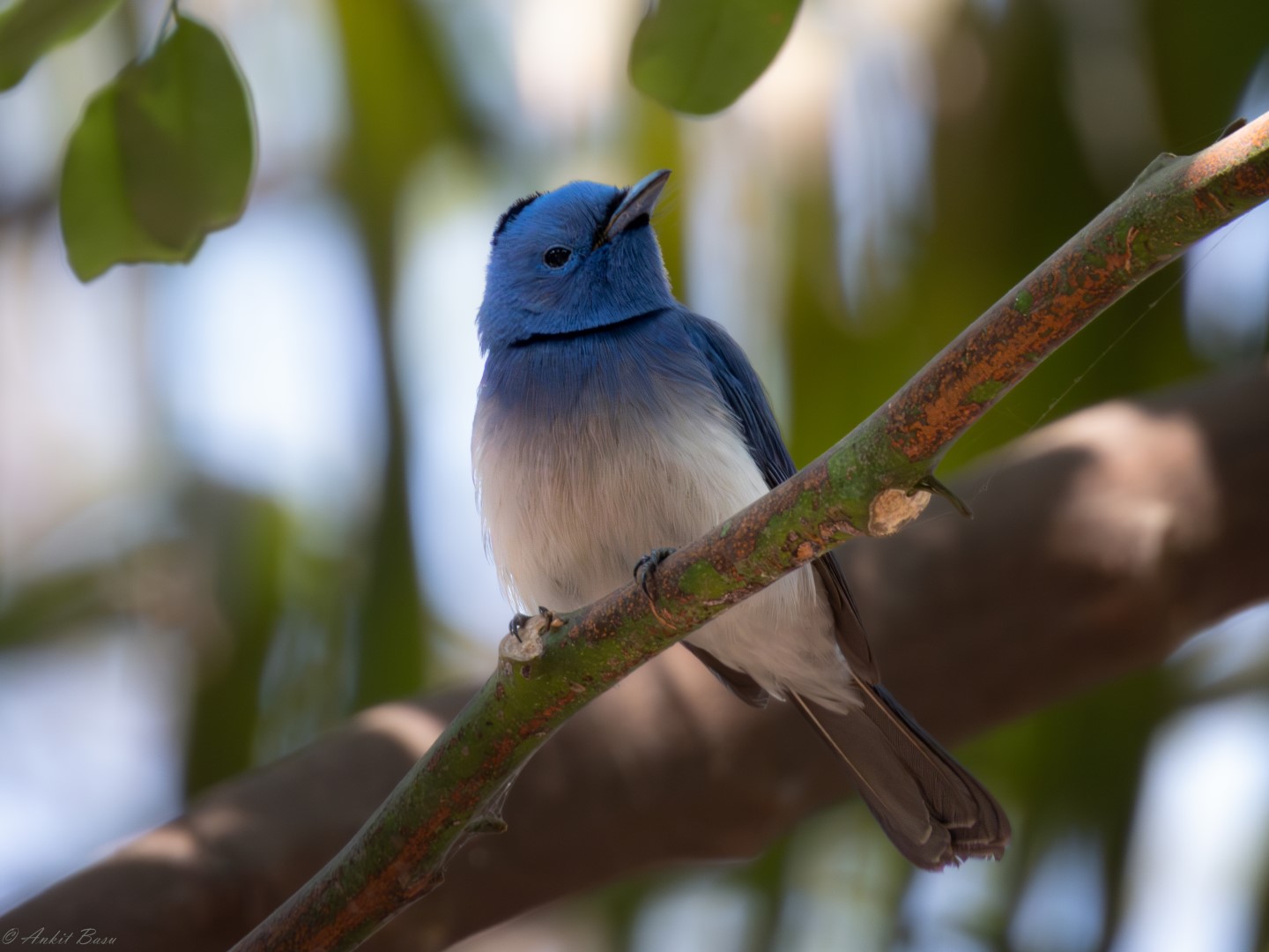 Black-naped Monarch
