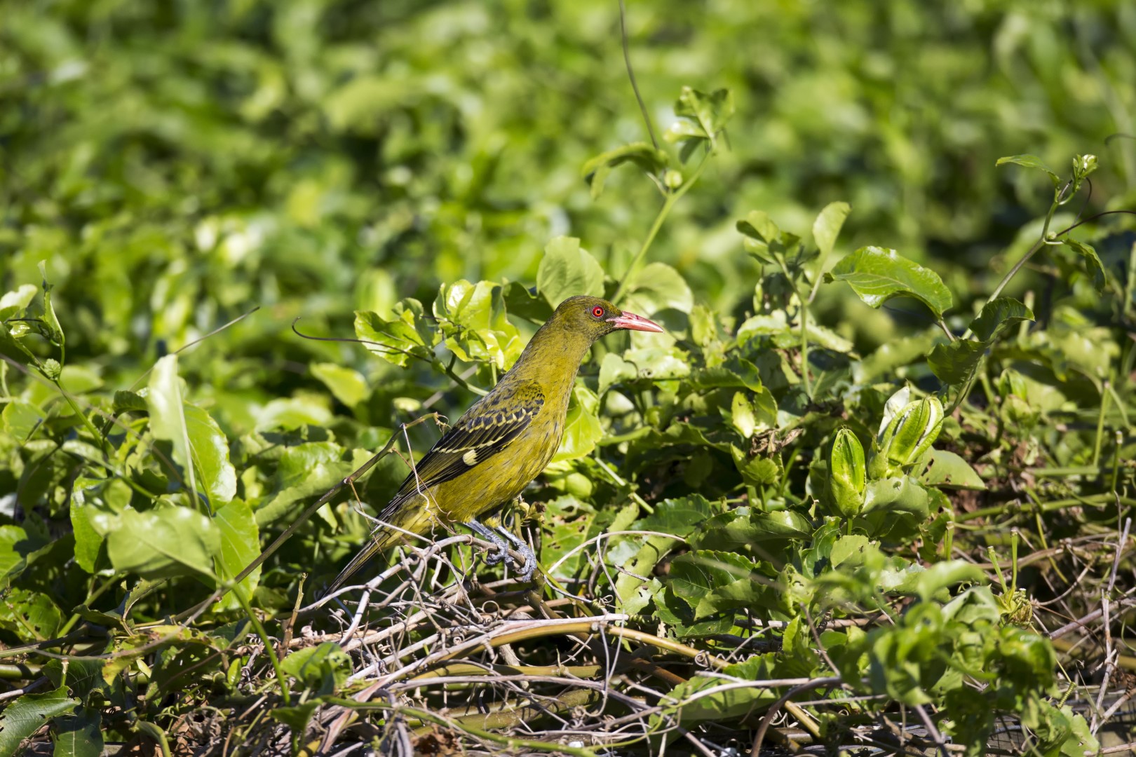 Black-naped Oriole