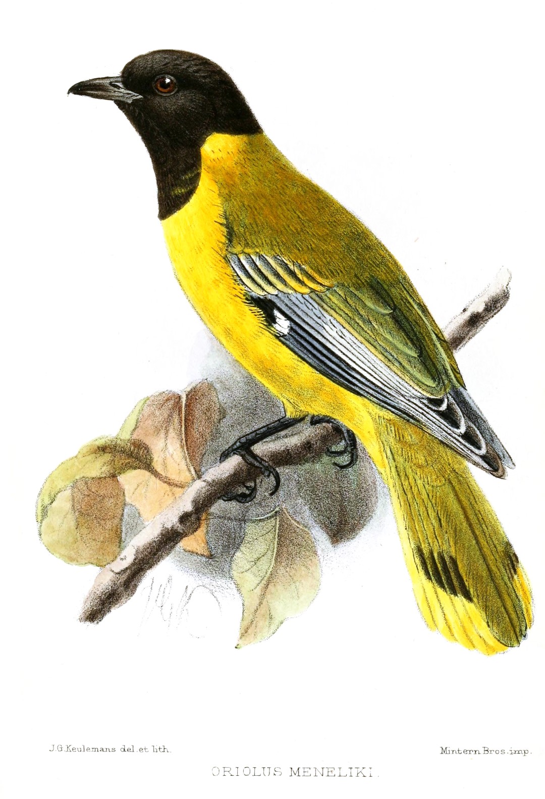 Black-naped Oriole
