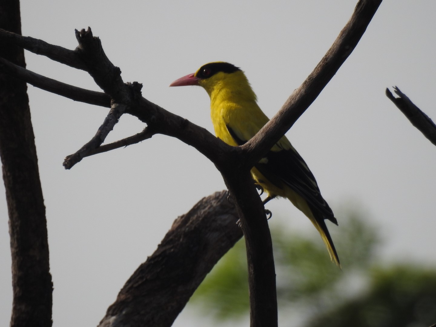 Black-naped Oriole