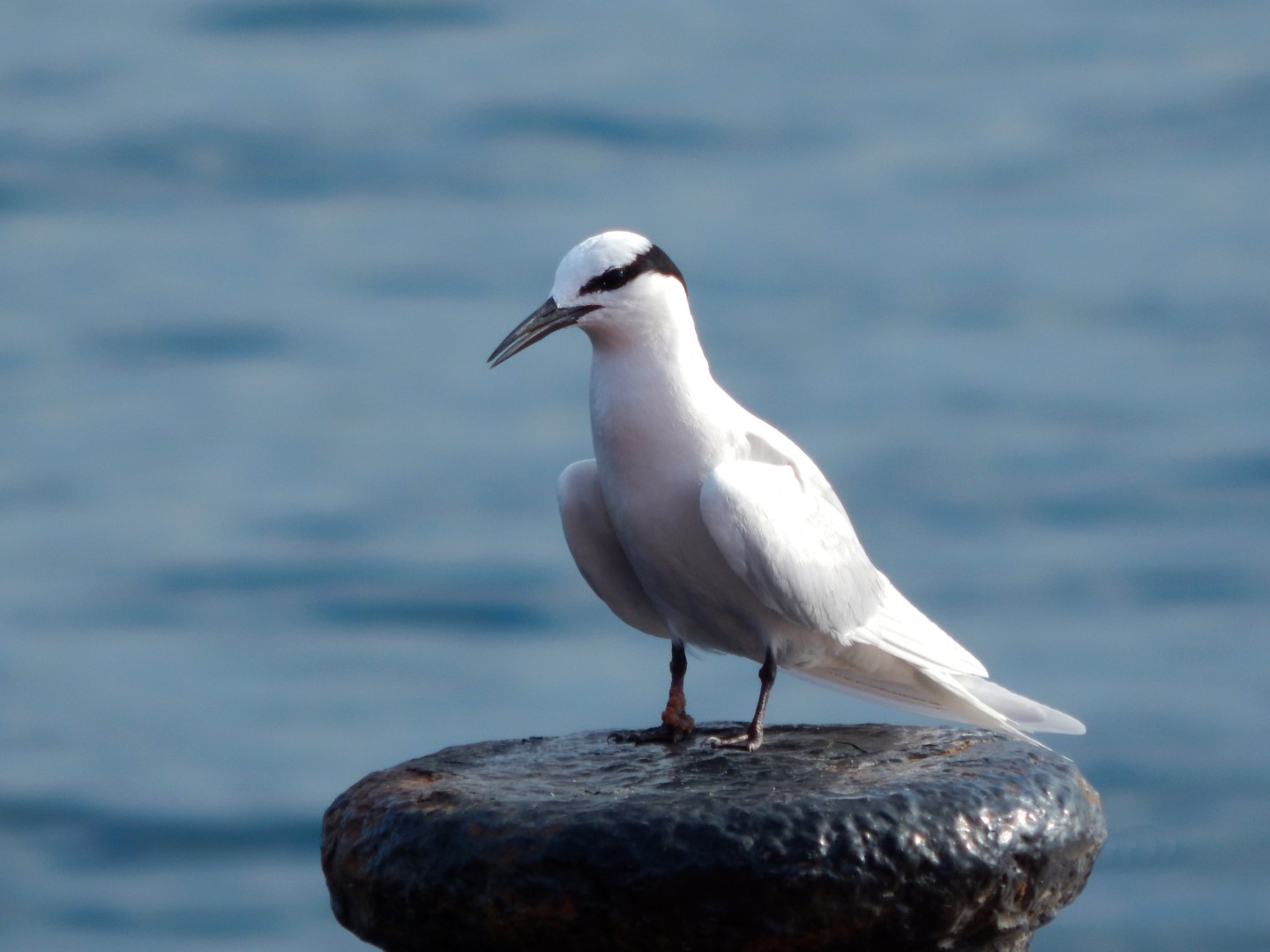 Black-naped Tern