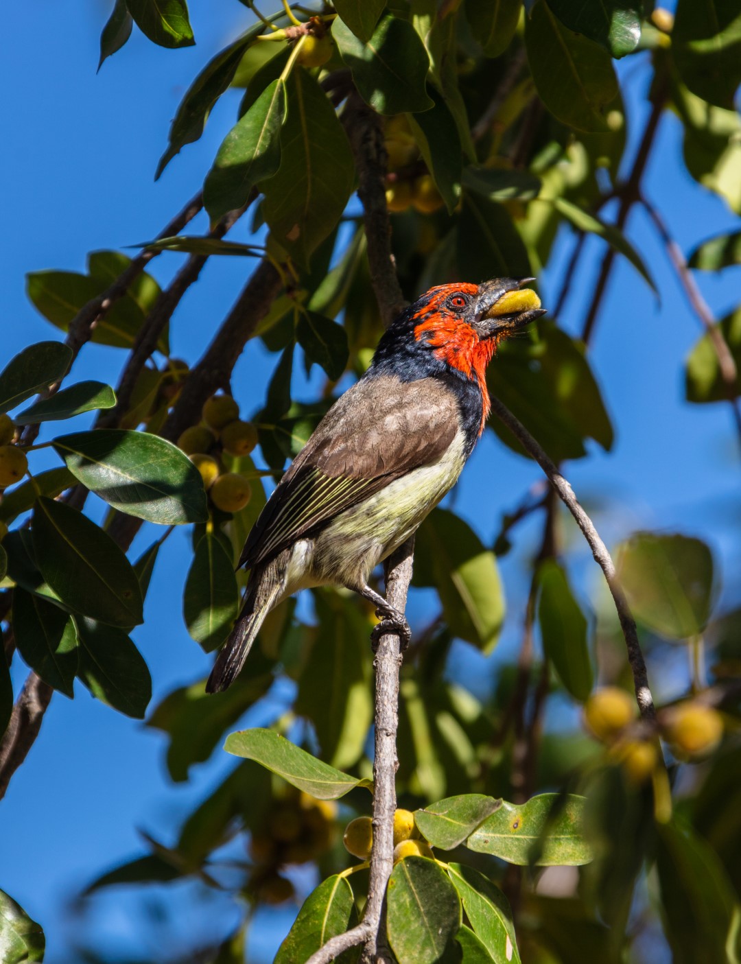 Black-necked Barbet