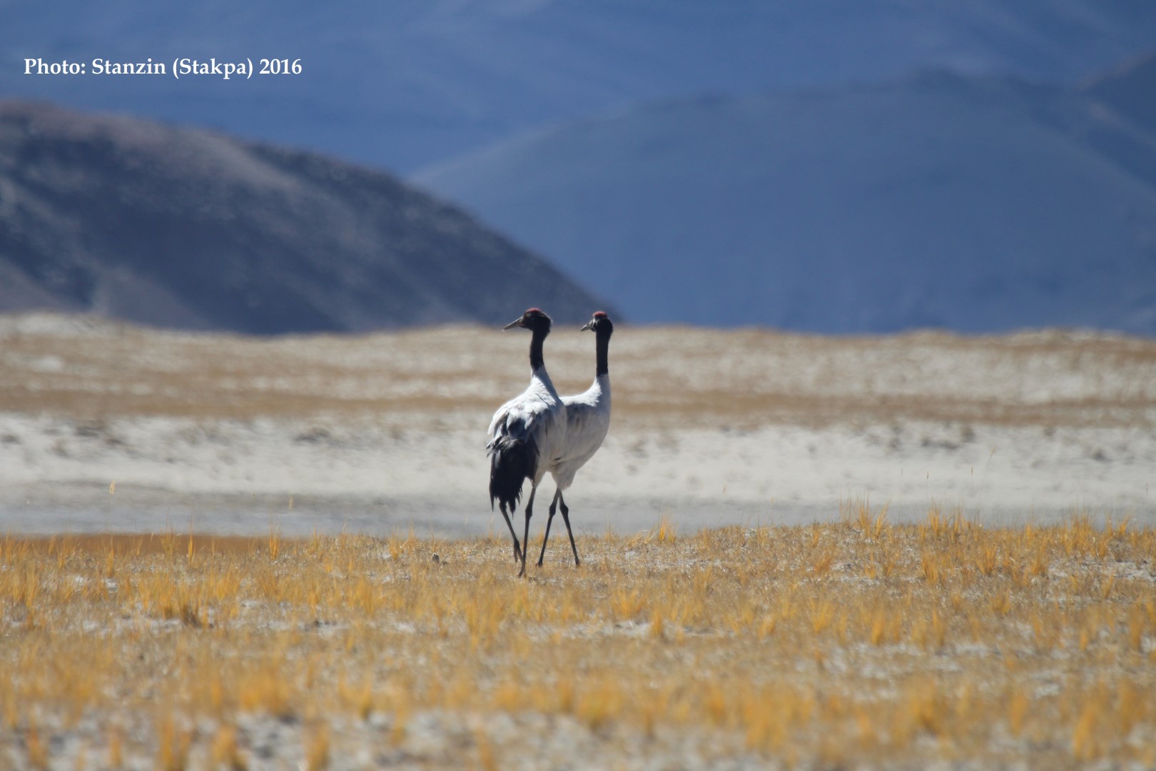 Black-necked Crane