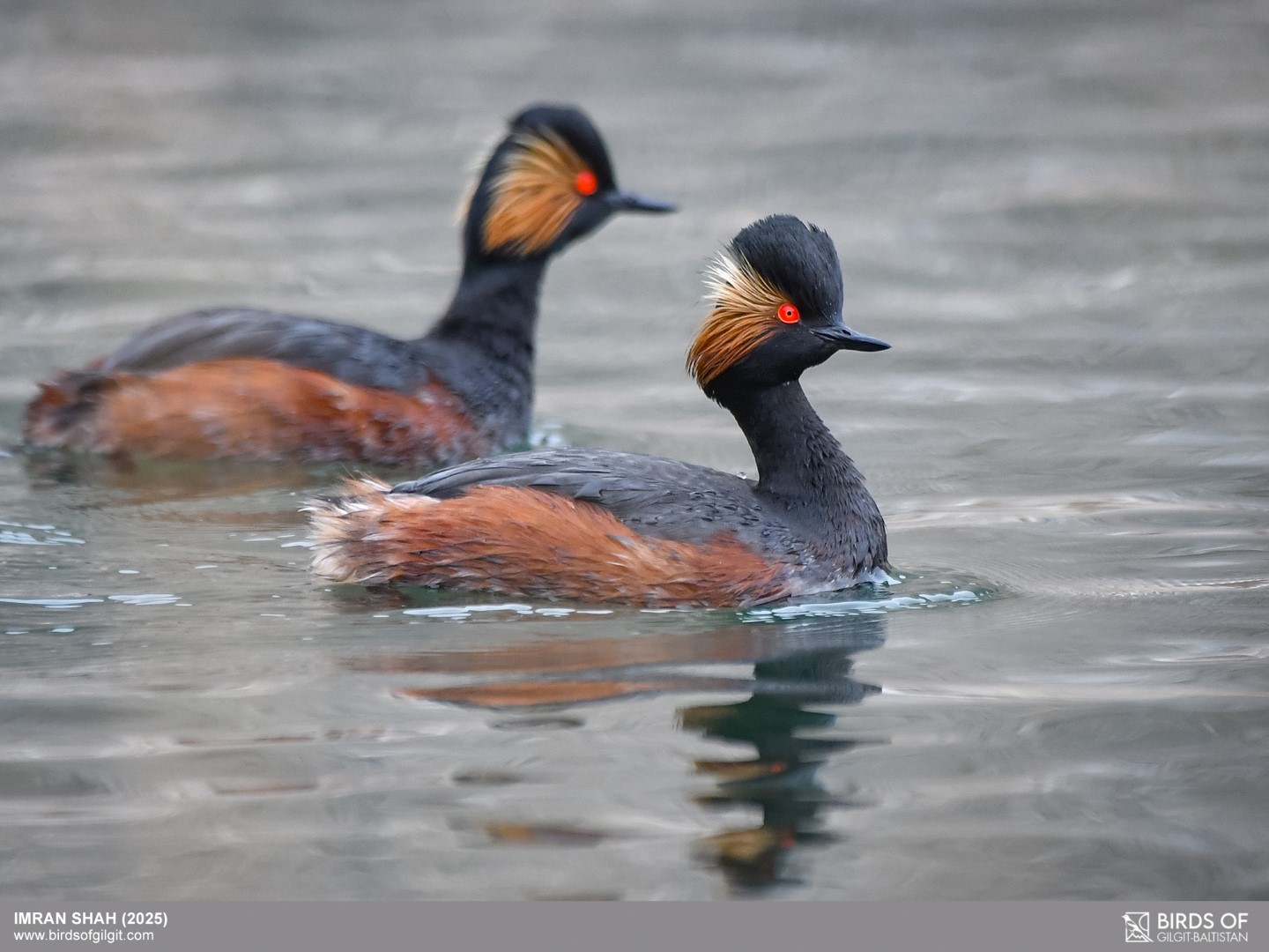 Black-necked Grebe