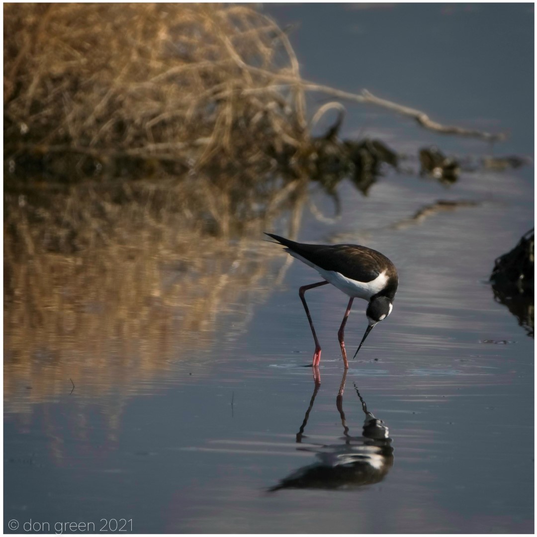Black-necked Stilt