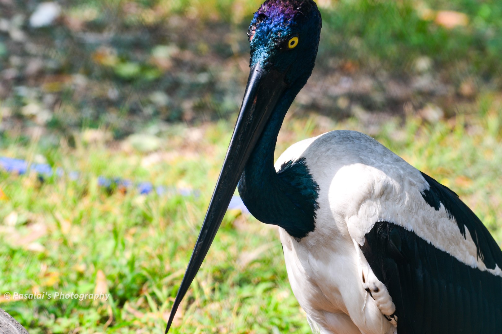 Black-necked Stork