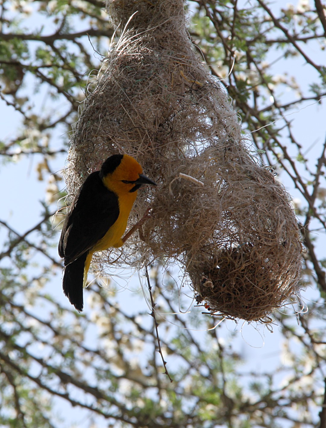 Black-necked weaver