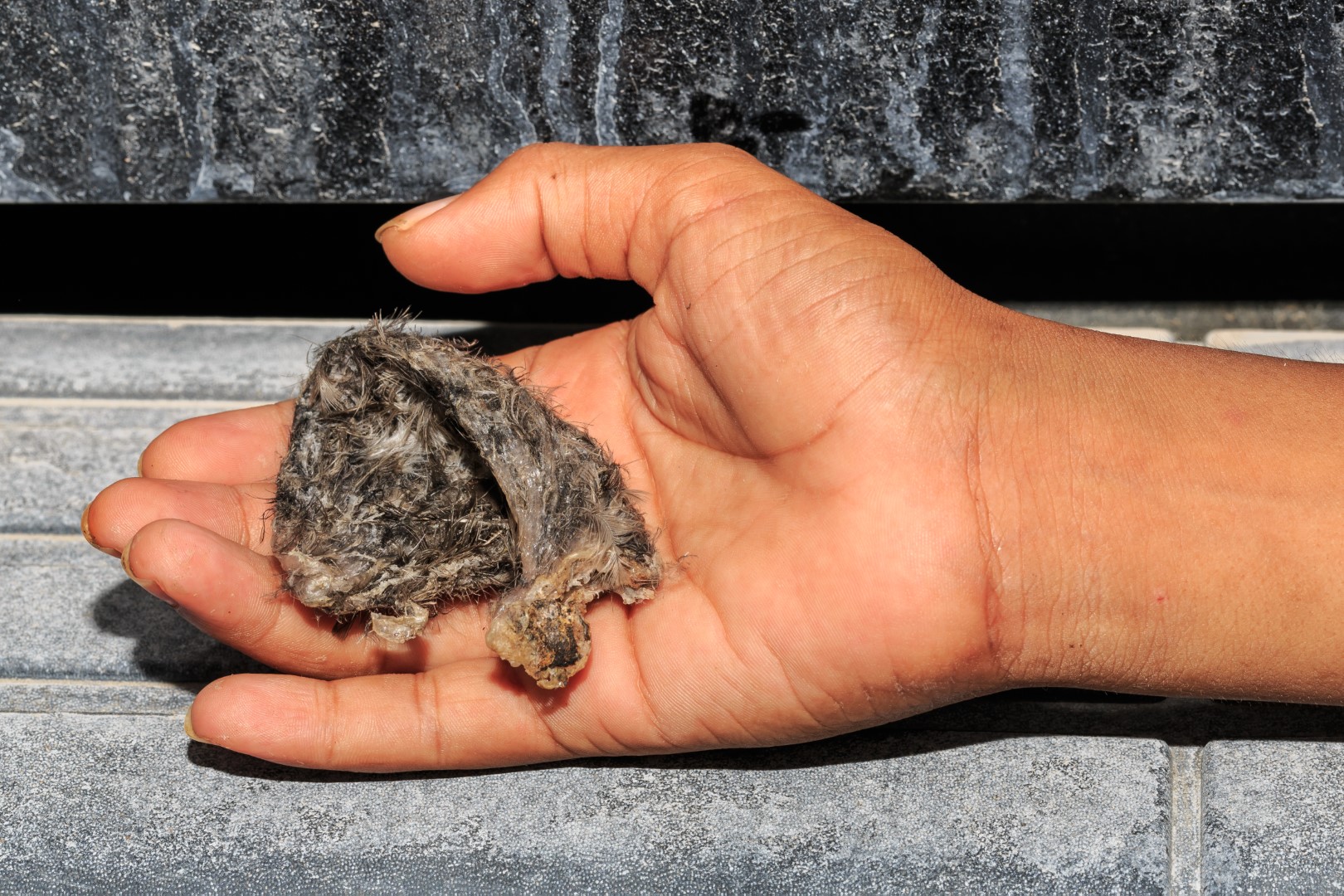 Black-nest Swiftlet