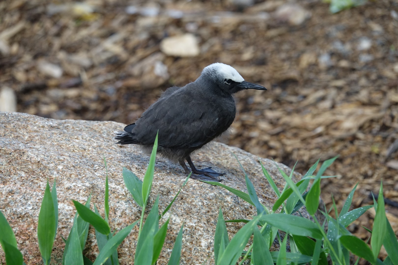 Black Noddy