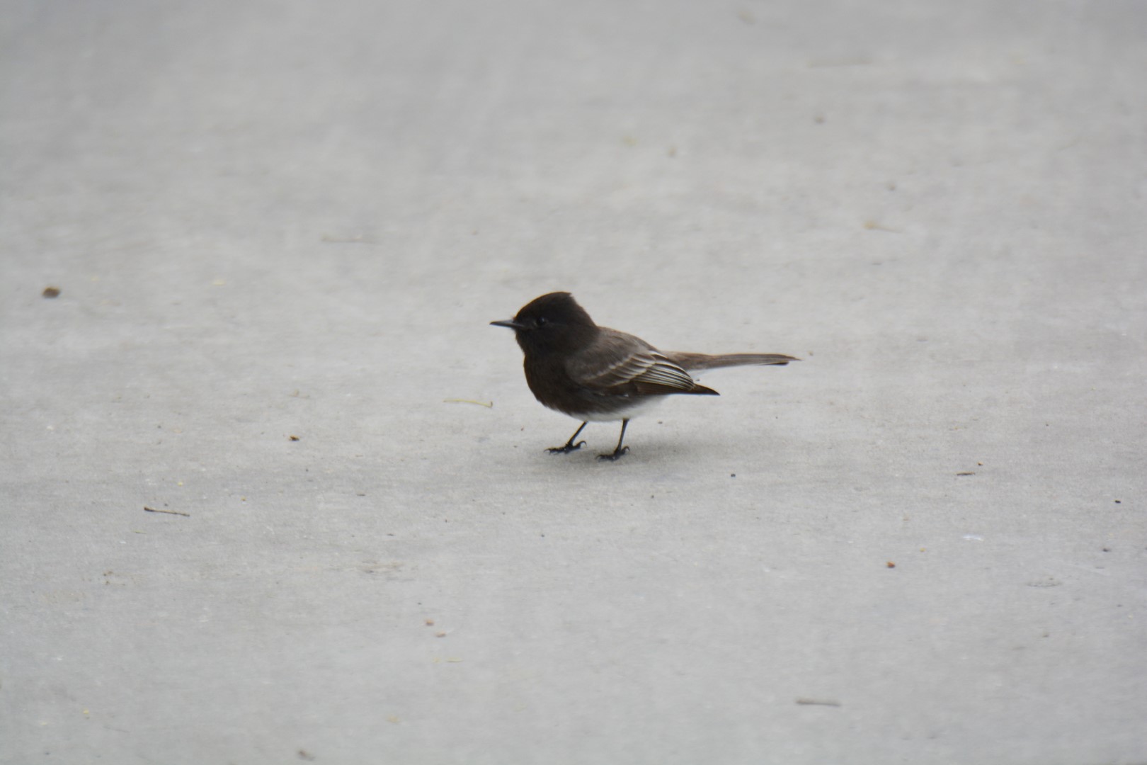 Black Phoebe