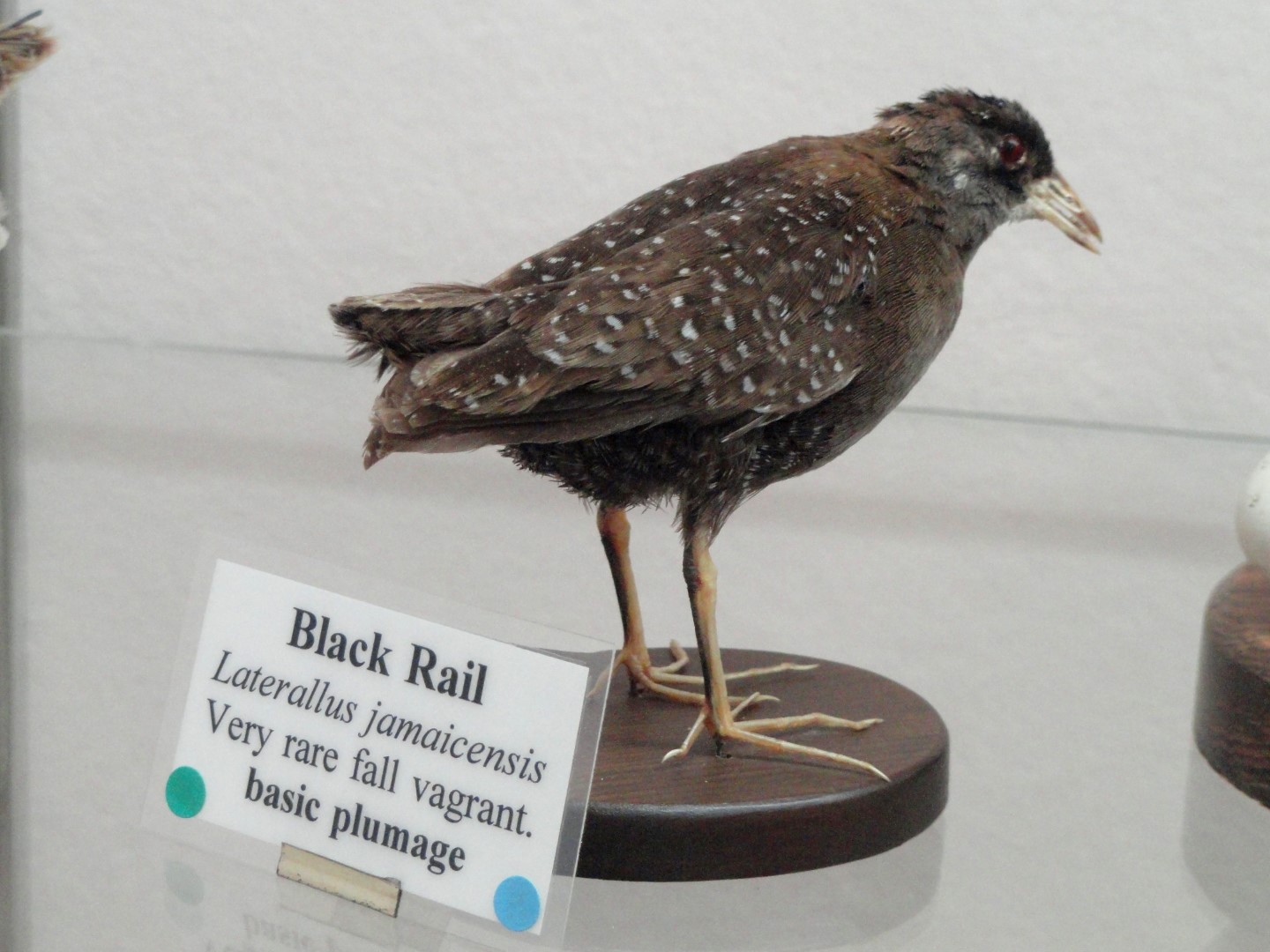 Black Rail