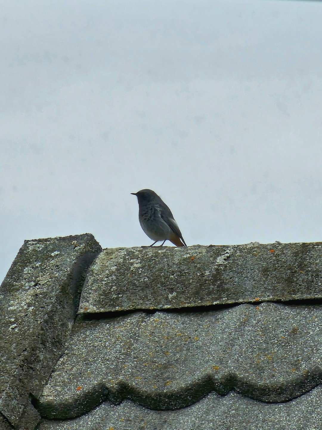 Black Redstart