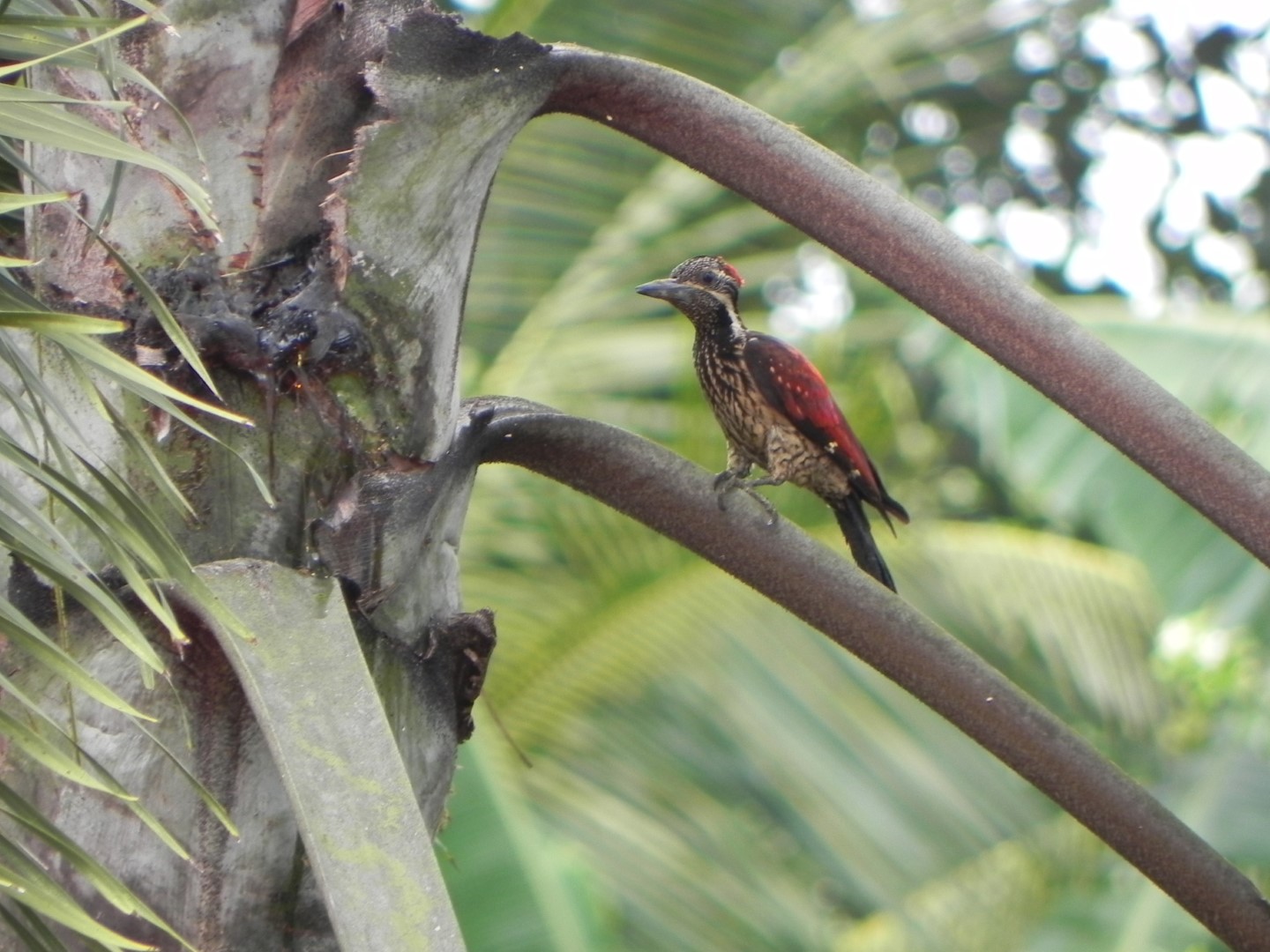 Black-rumped Flameback