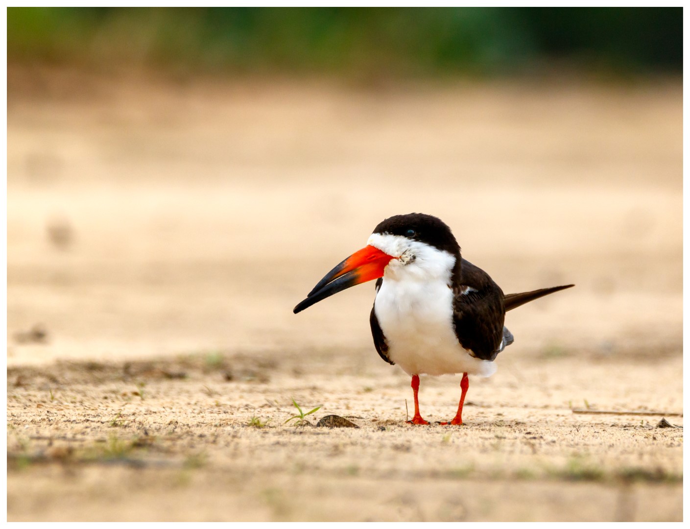 Black Skimmer