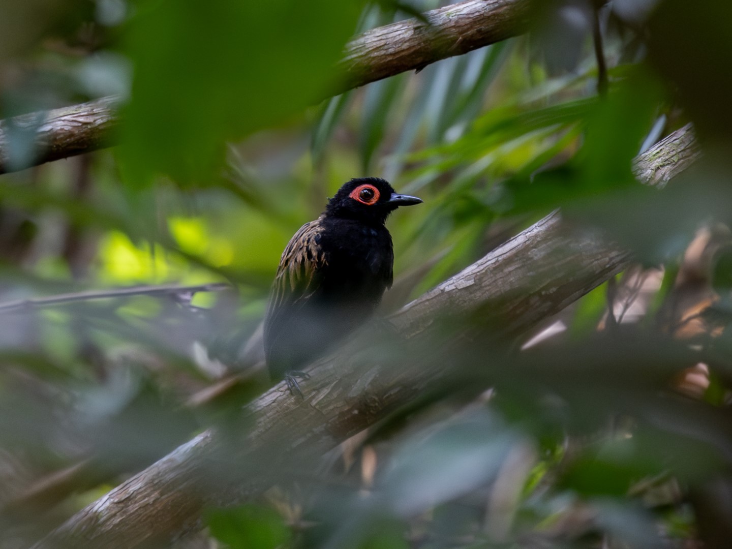 Black-spotted Bare-eye
