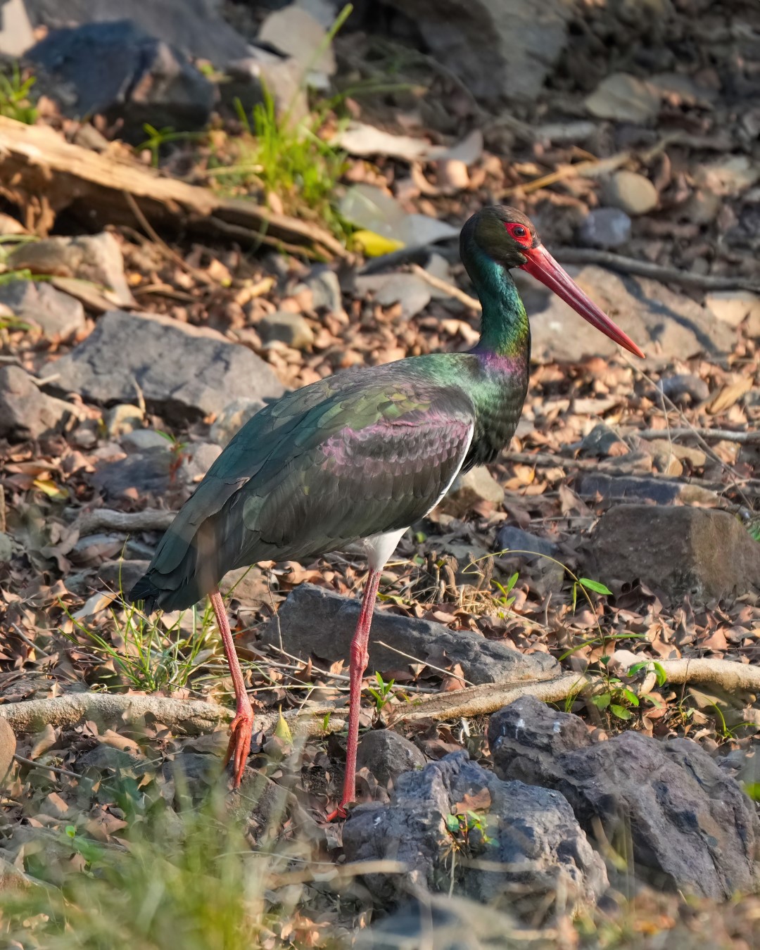 Black Stork