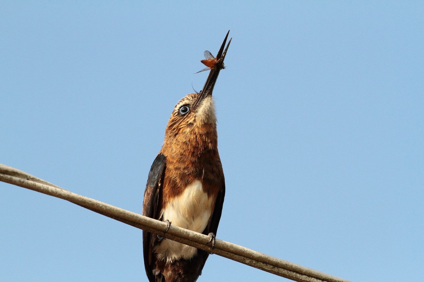 Black-streaked Puffbird
