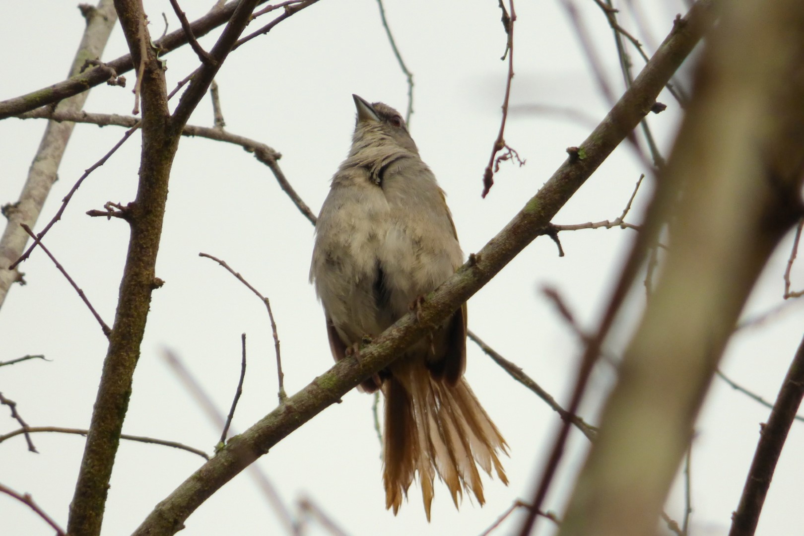 Black-striped Sparrow