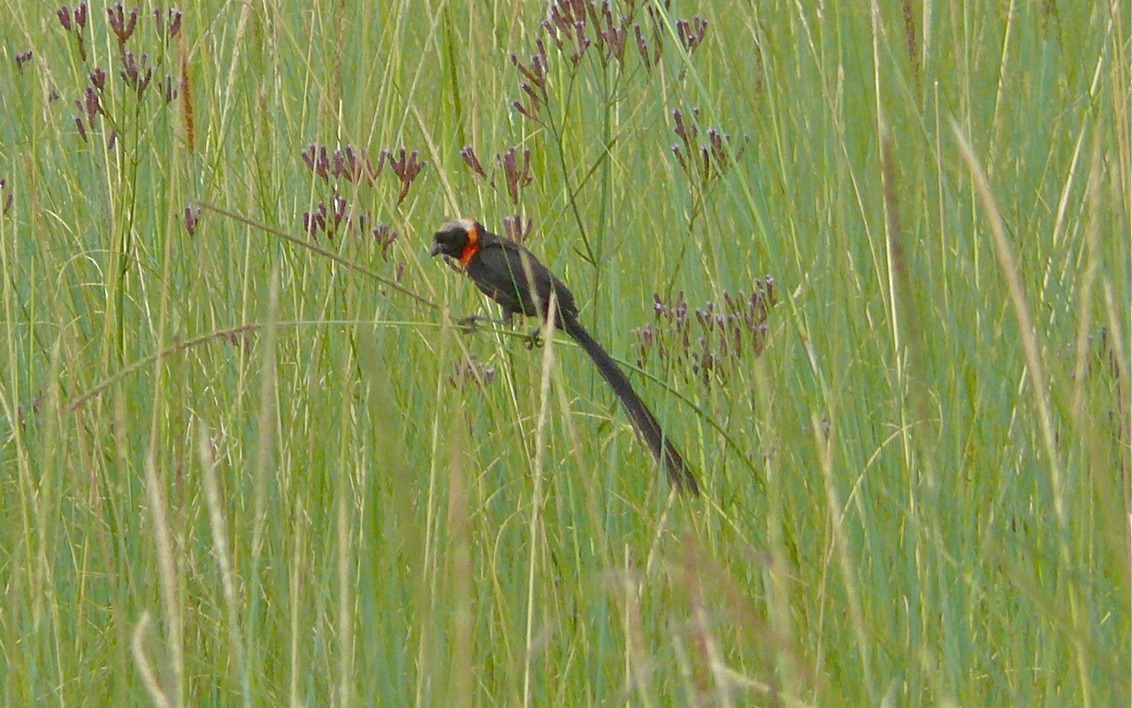 Black-tailed Bishop