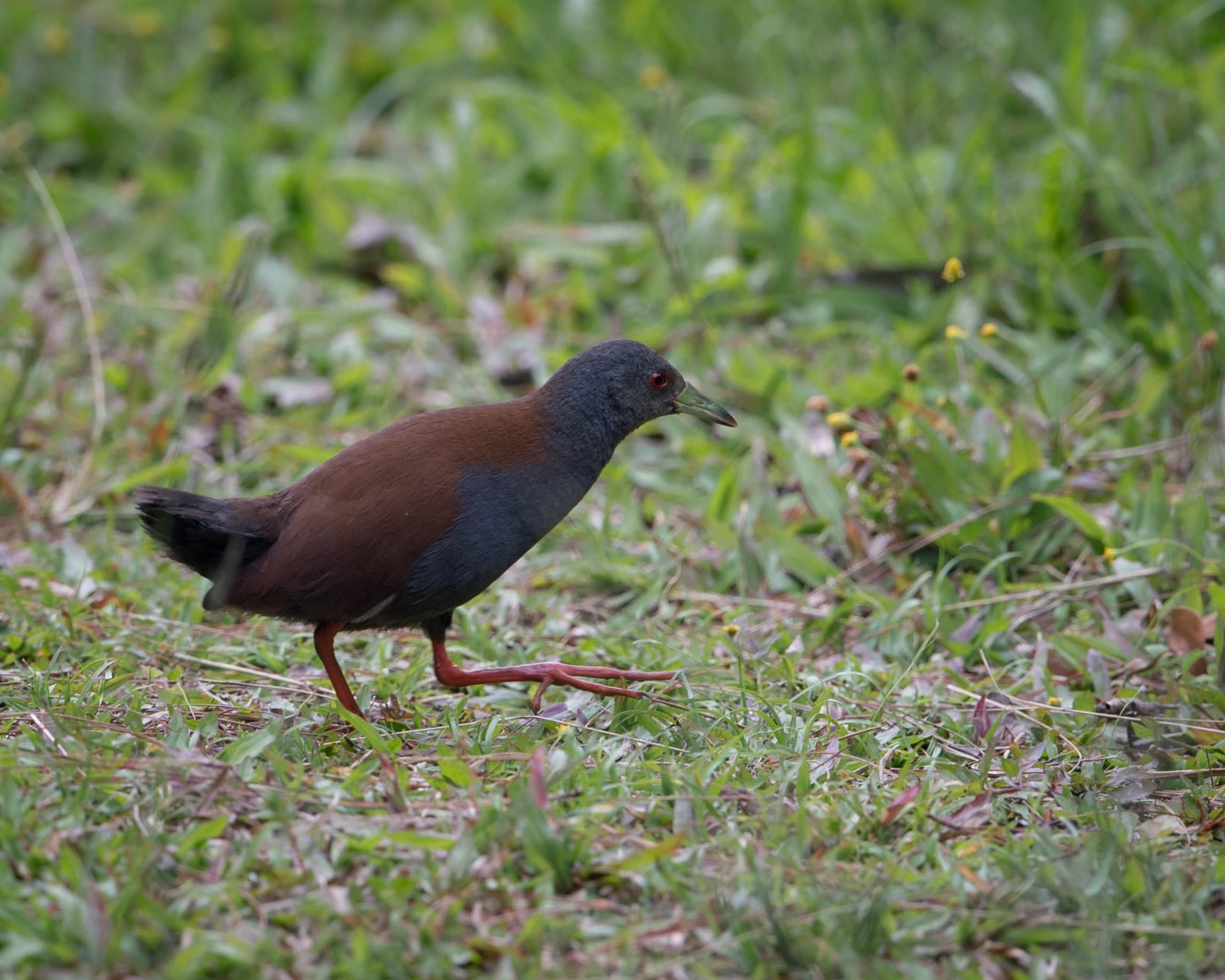 Black-tailed Crake