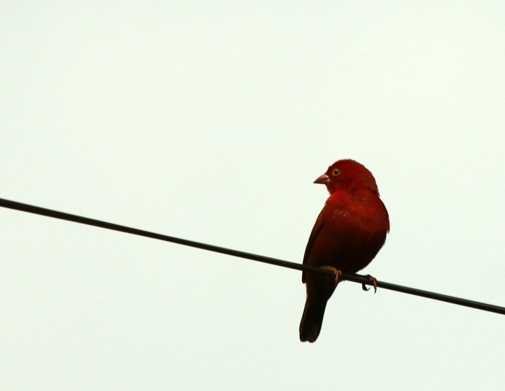 Black-tailed Firefinch