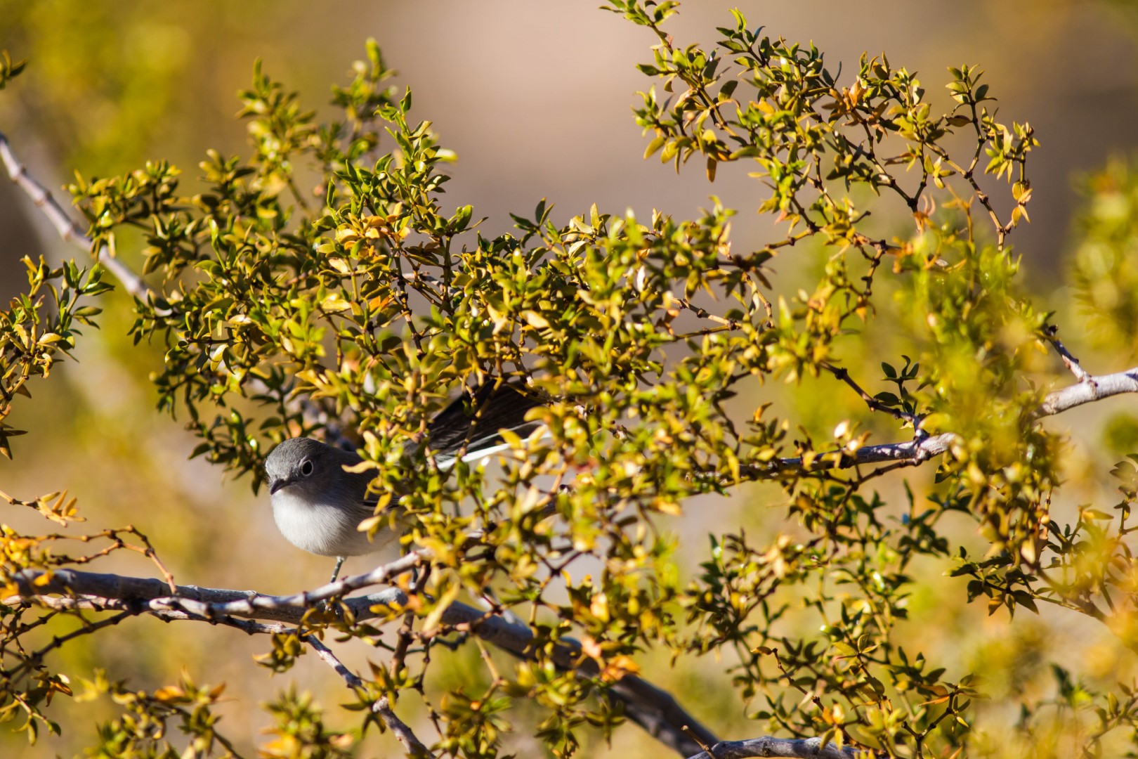 Black-tailed Gnatcatcher