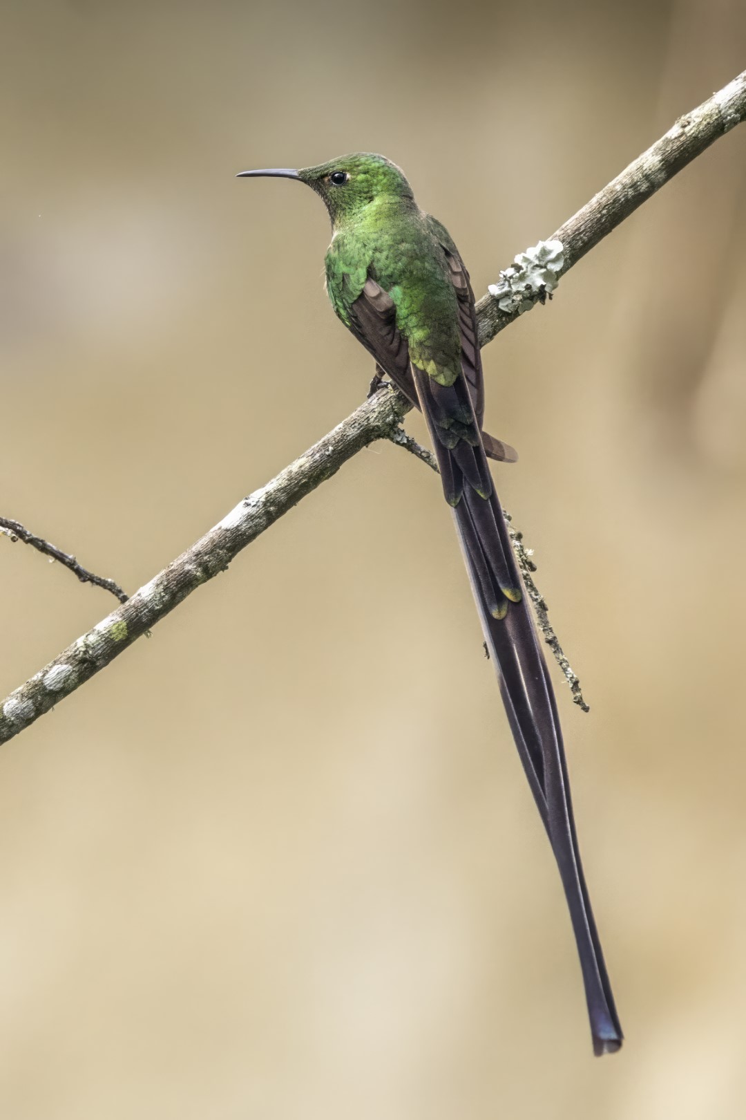 Black-tailed Trainbearer