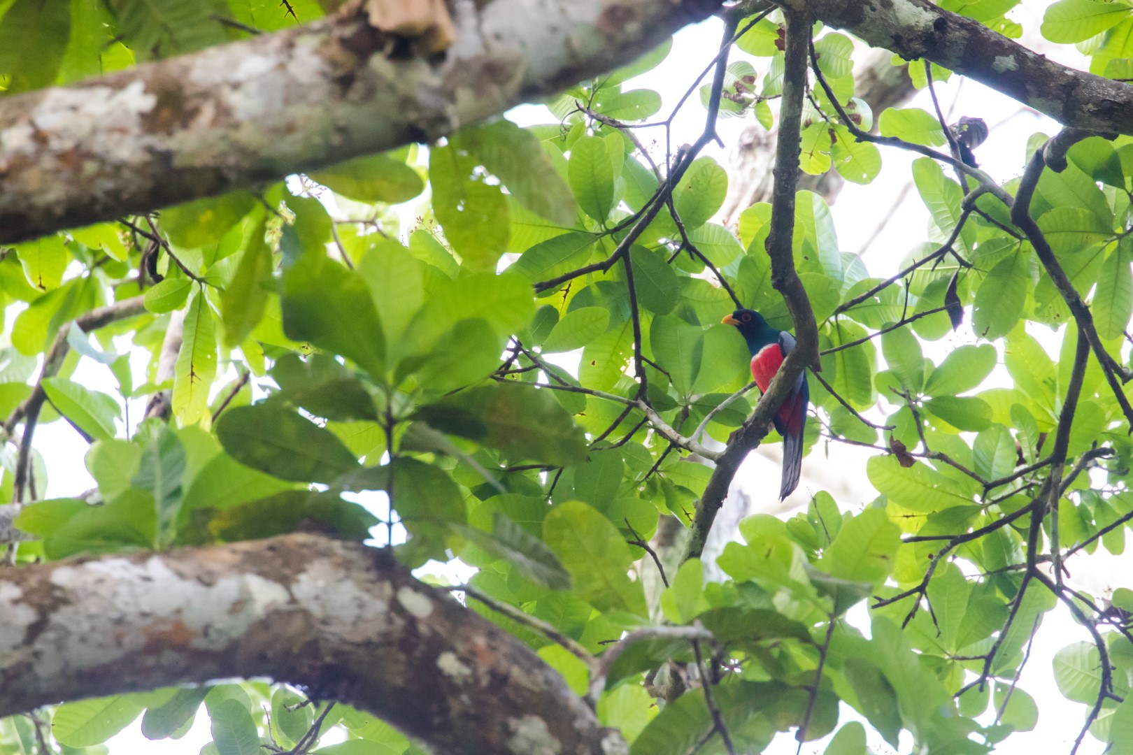 Black-tailed Trogon