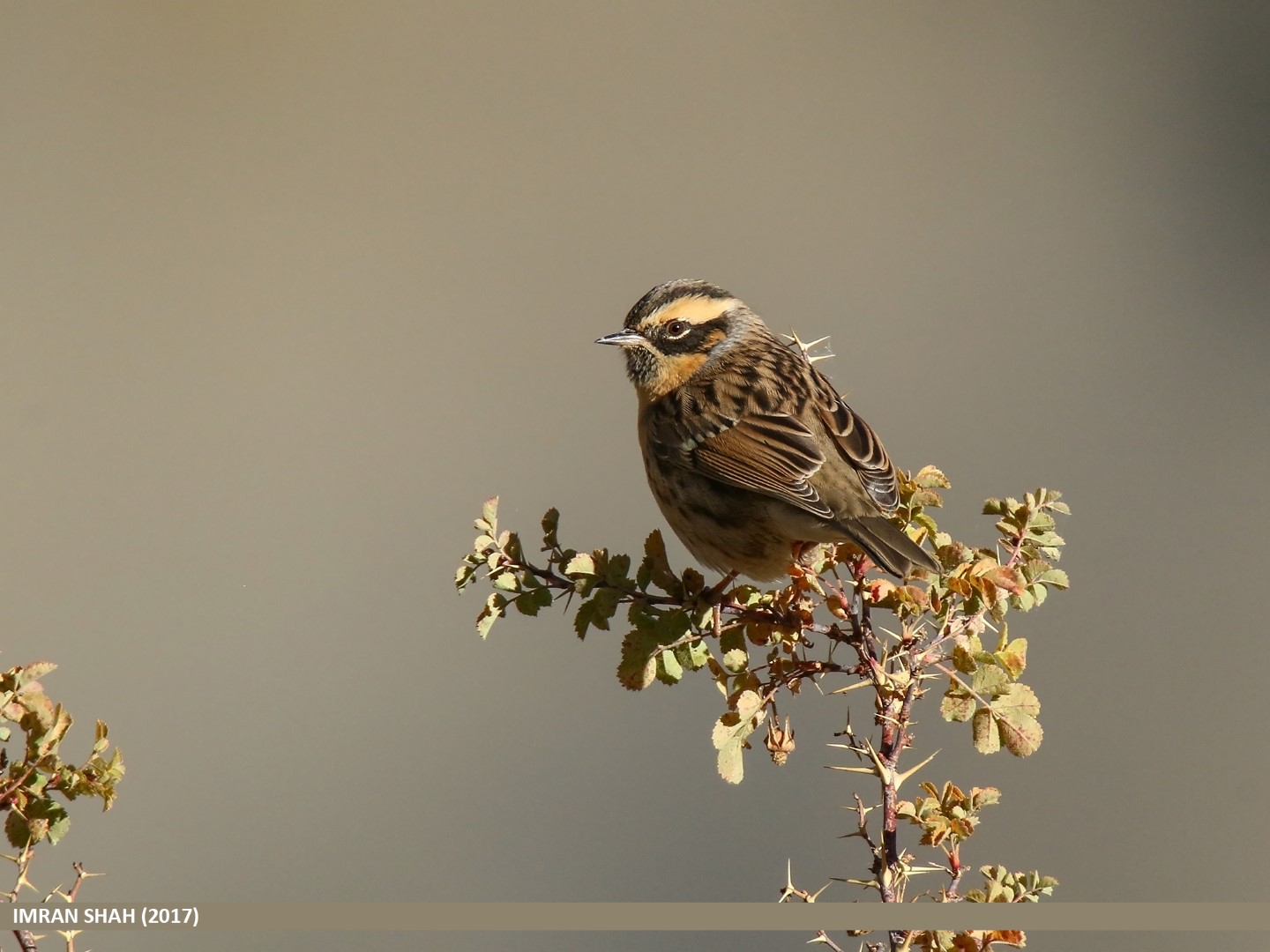 Black-throated Accentor