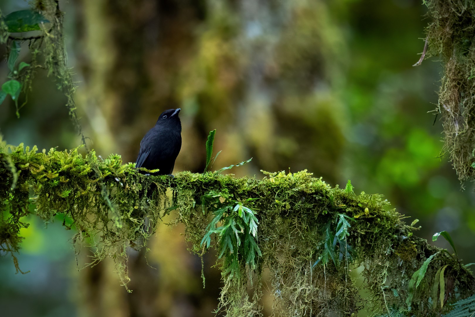 Black-throated Antbird