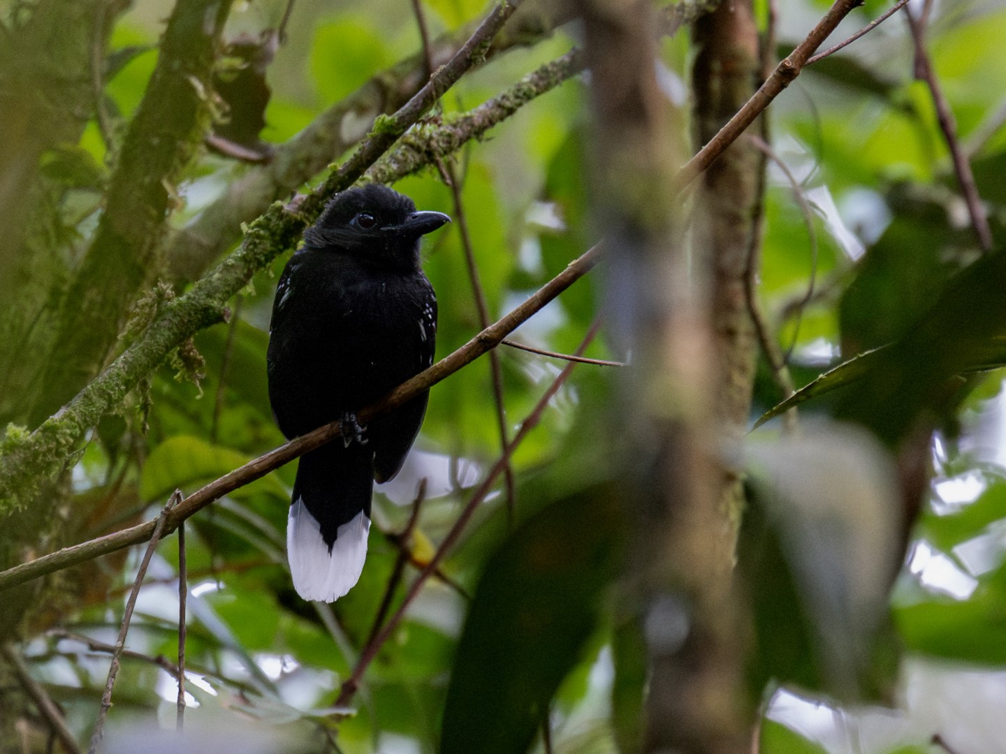 Black-throated Antshrike