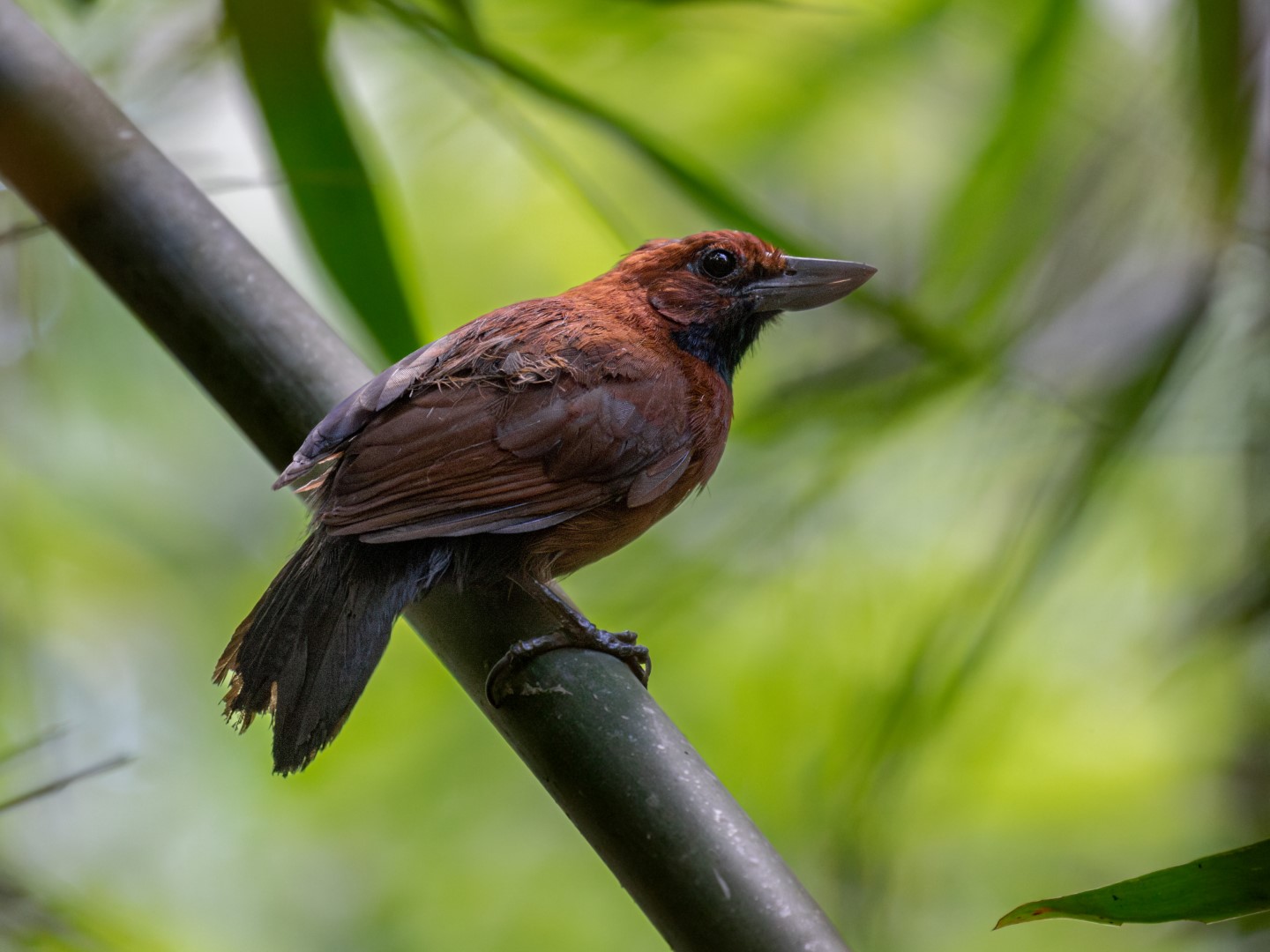 Black-throated Antshrike