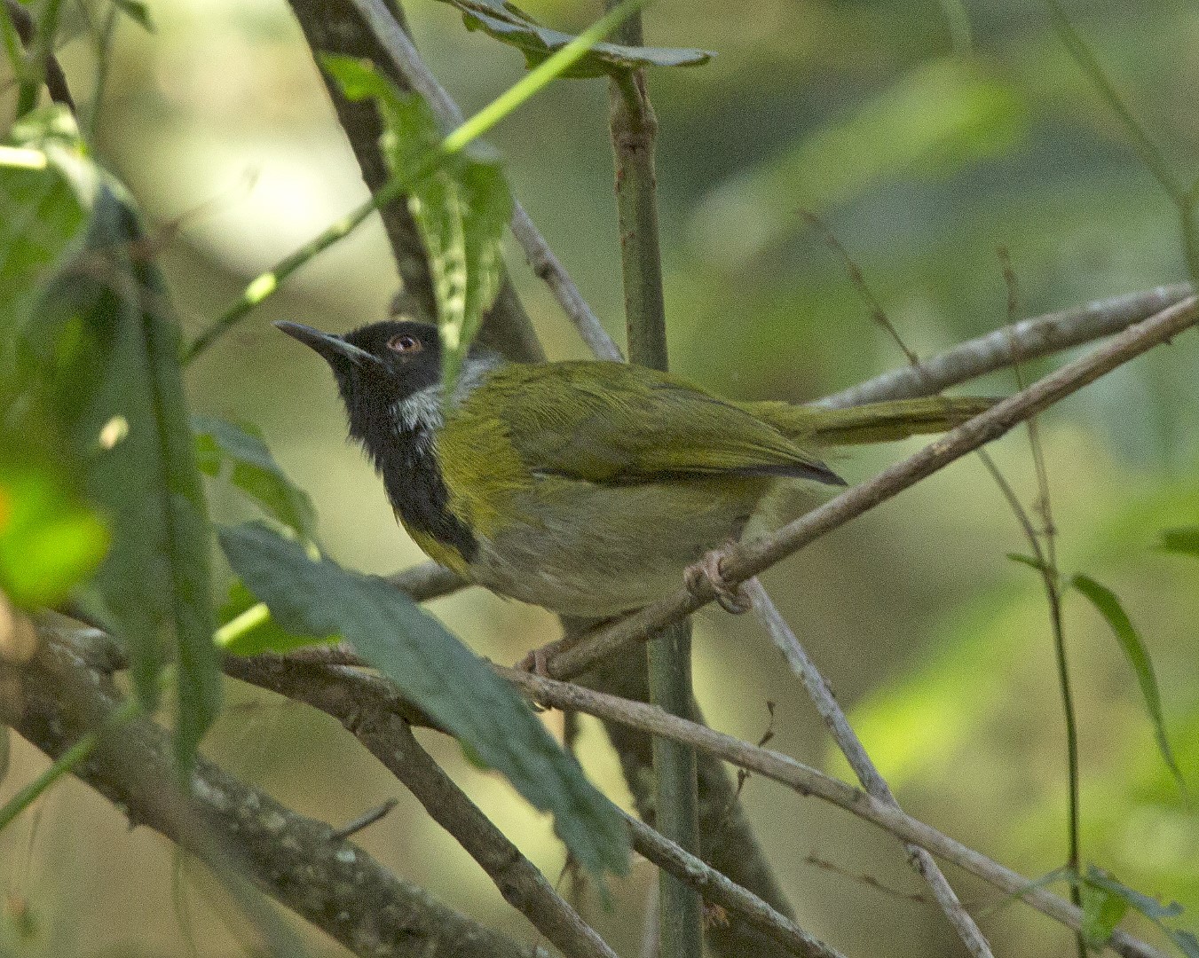 Black-throated Apalis