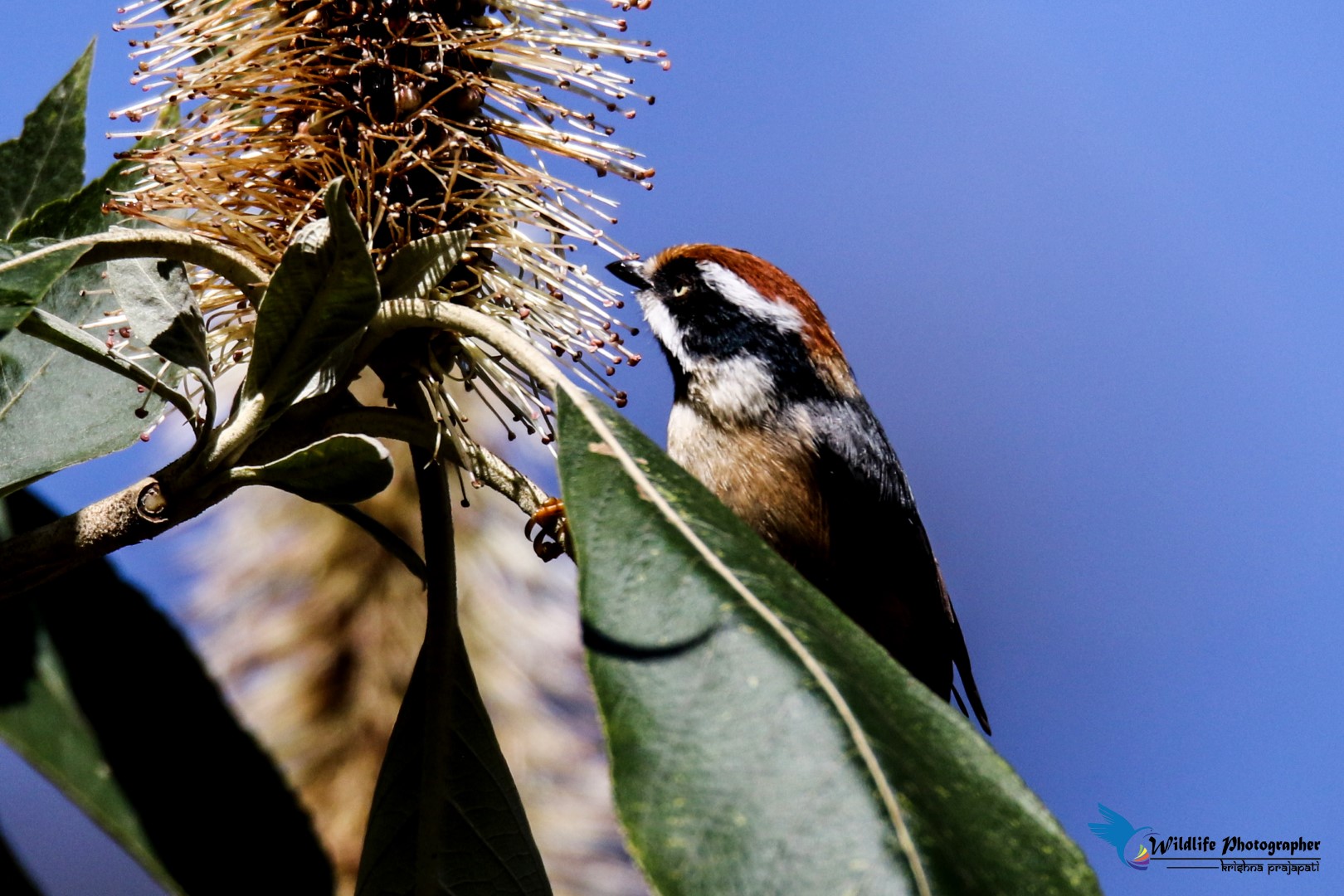 Black-throated Bushtit
