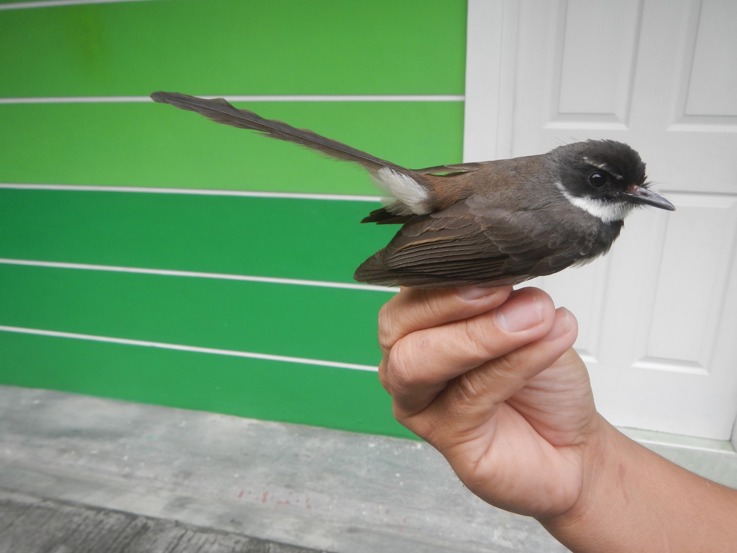 Black-throated Fantail