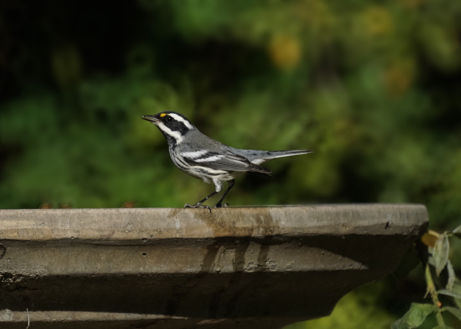 Black-throated Gray Warbler