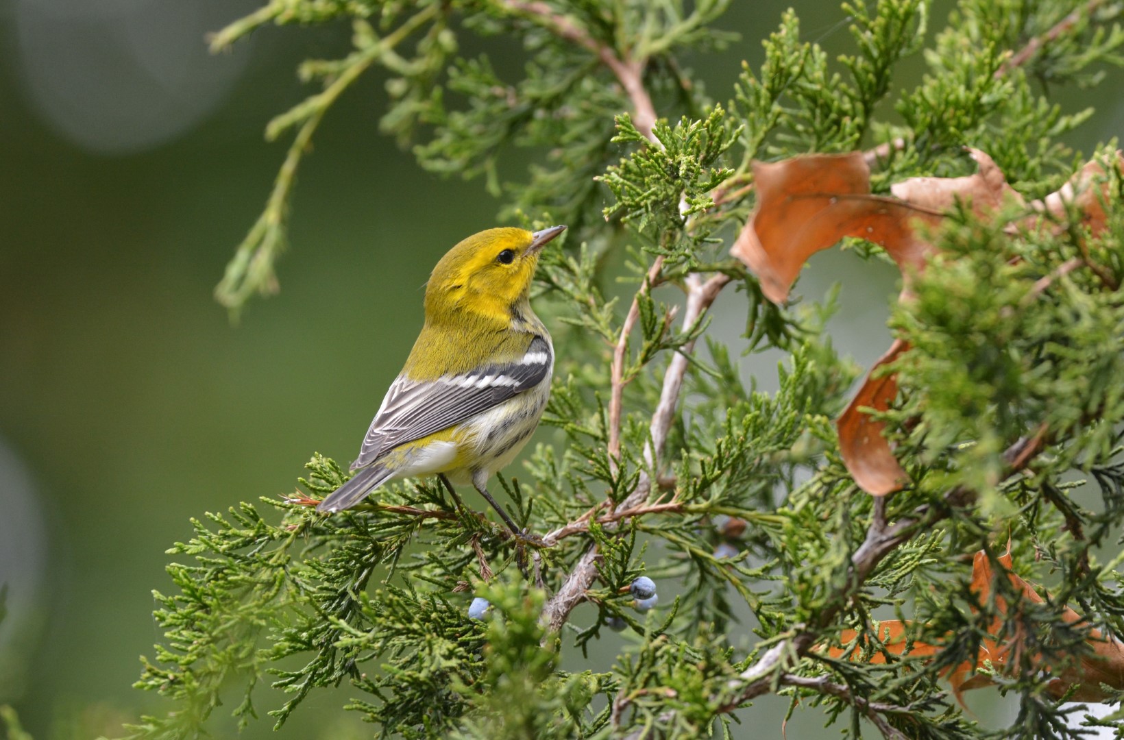 Black-throated Green Warbler