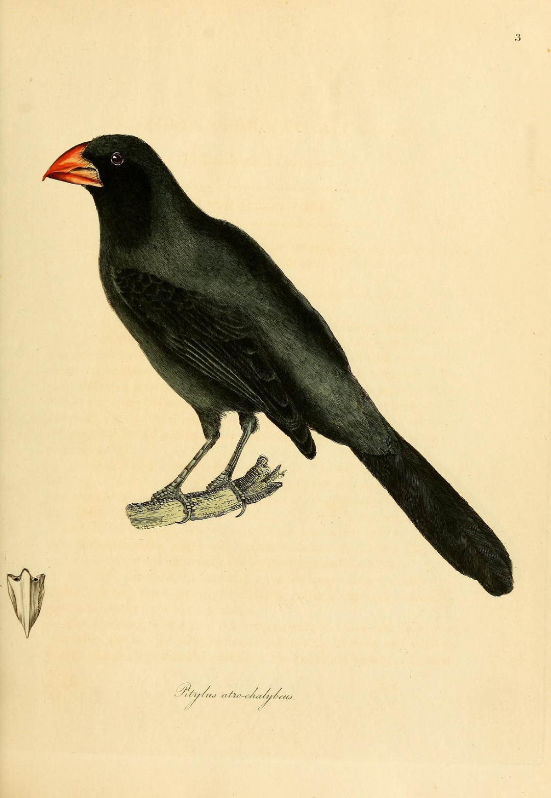 Black-throated Grosbeak