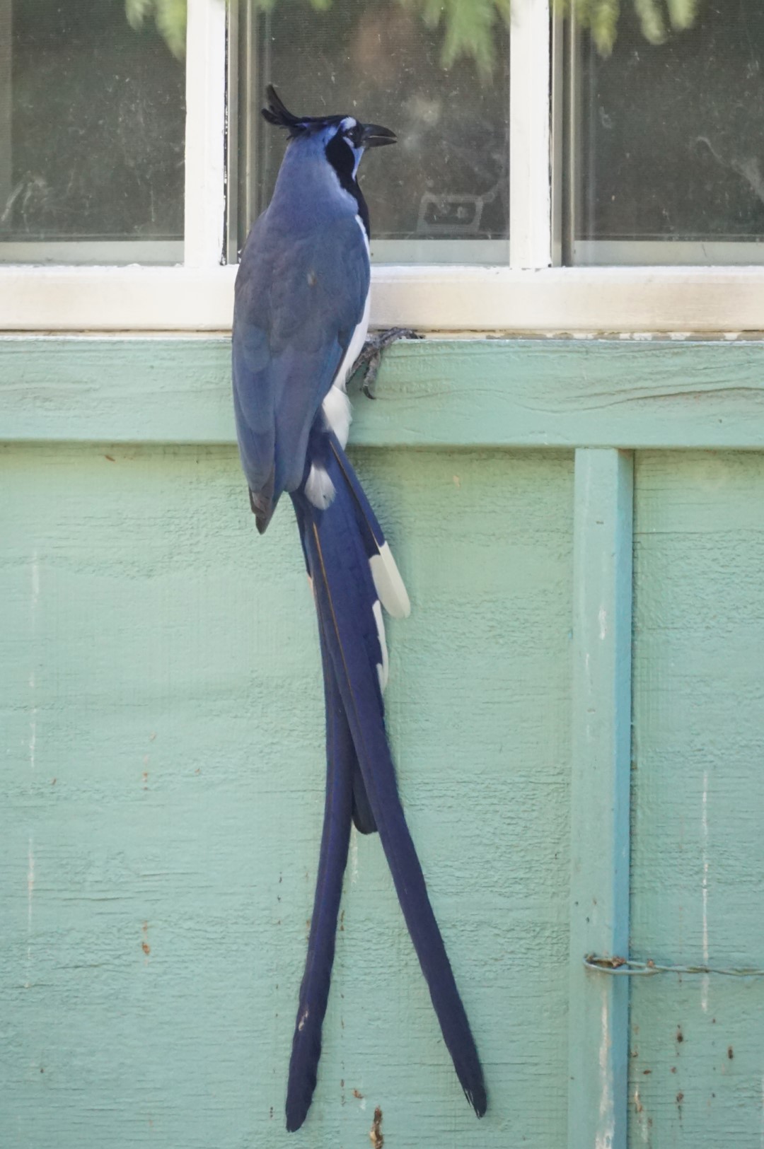 Black-throated Magpie-Jay