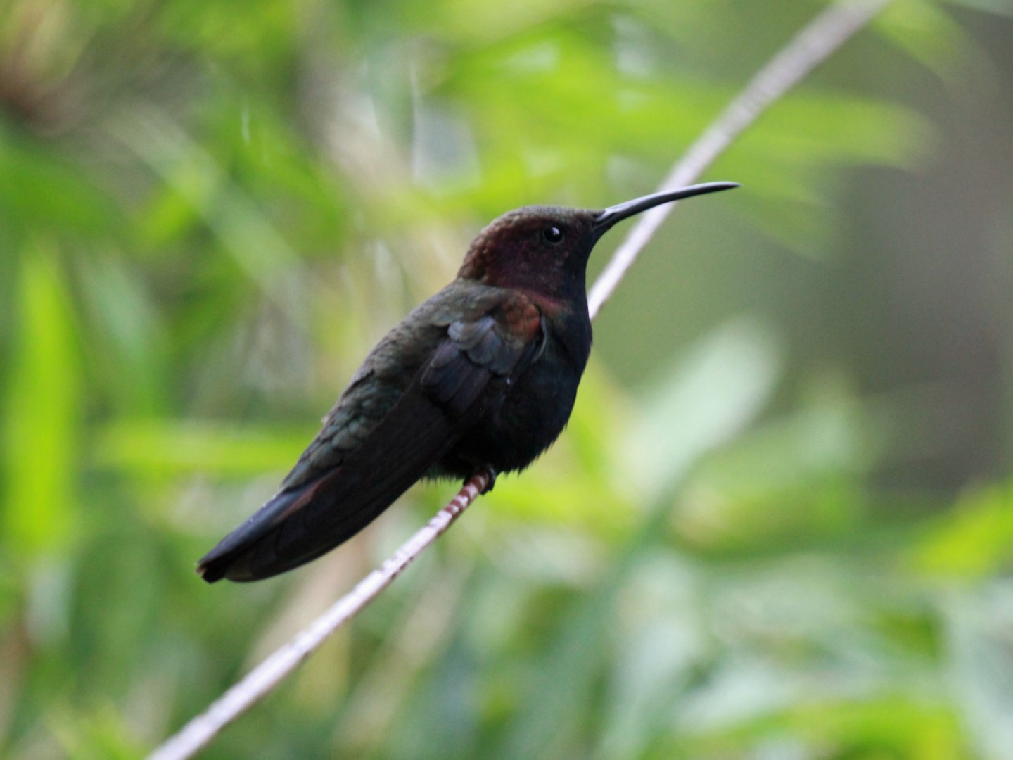Black-throated Mango