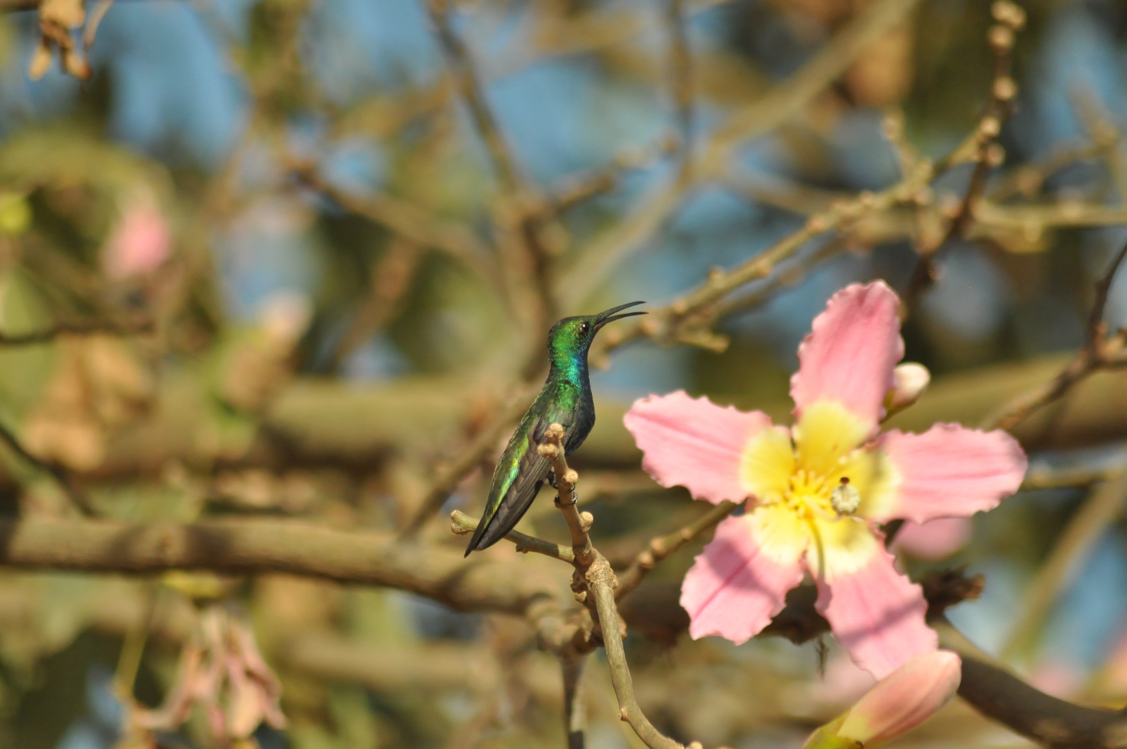 Black-throated Mango