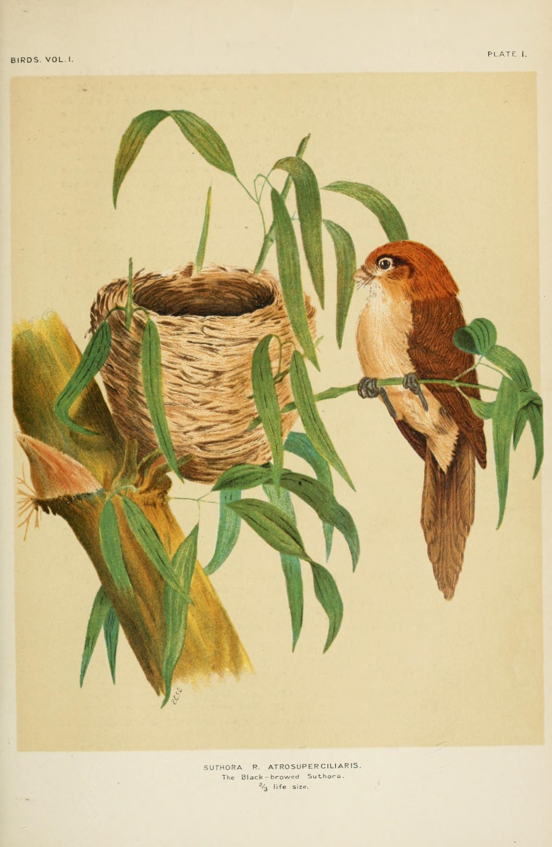 Black-throated Parrotbill