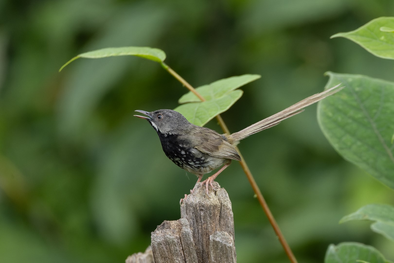 Black-throated prinia