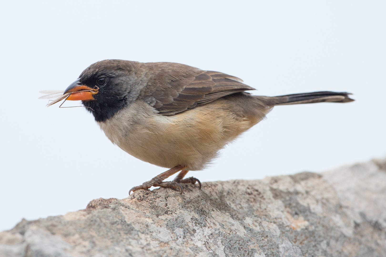 Black-throated Saltator