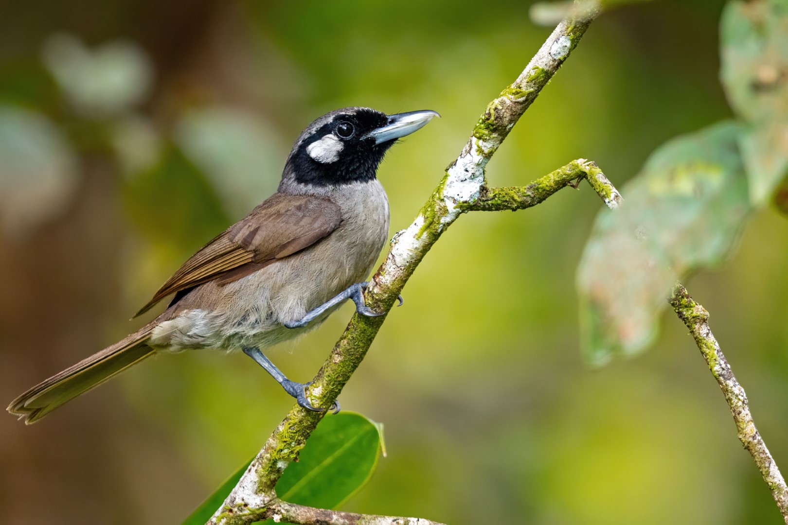 Black-throated Shrike-babbler