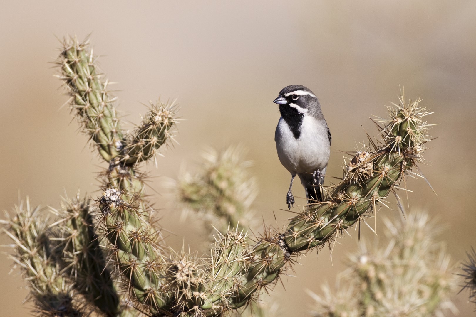 Black-throated Sparrow