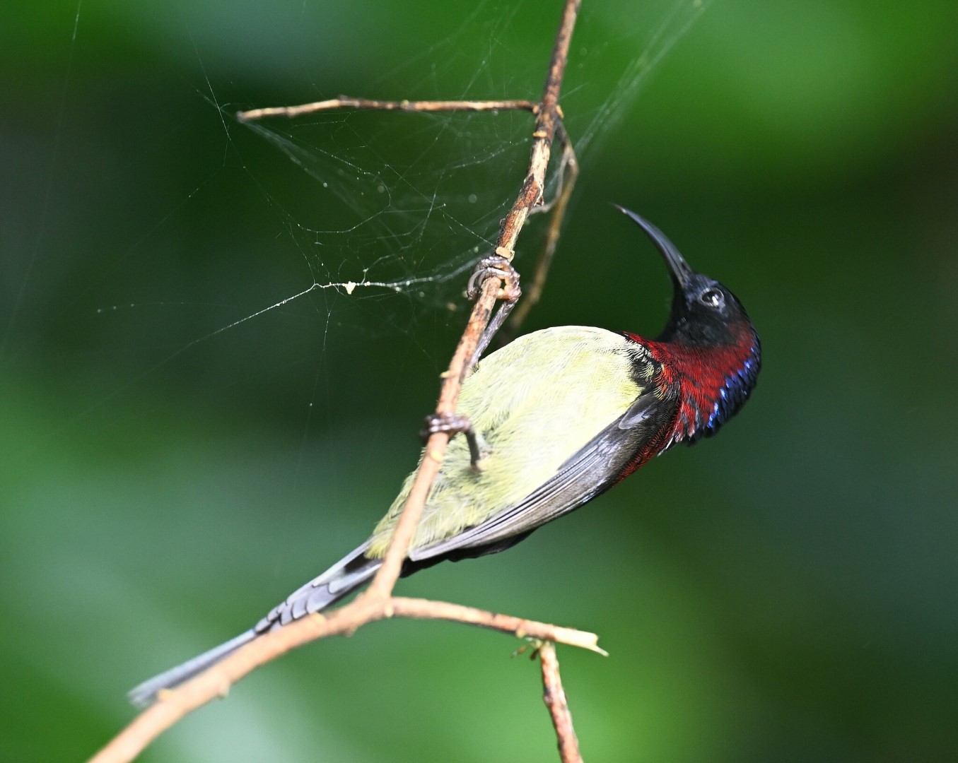 Black-throated Sunbird